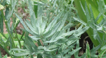 Artemisia laciniata subsp. Parryi